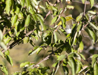 Nashville Warbler